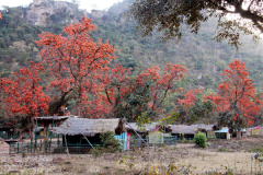 ajodhya_camp4